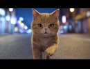 にゃんにゃんふぁいやー