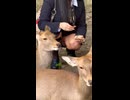 Foreign tourists feeding the friendly deer □