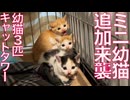 ミニミニ幼猫兄弟、おかわりが来る