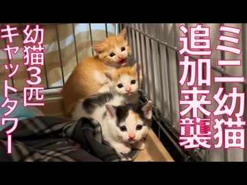 ミニミニ幼猫兄弟、おかわりが来る