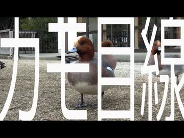 【シリーズとりさん】カモ目線でお届けするヒドリガモ【SNS総再生数70万回突破】