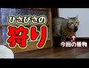 なんで見せにくるんでしょうね？【狩り】【野良猫】