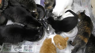 今週のおやつ（本隊）【蒼民家の猫々】_2025-0302