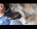雨で散歩が中止になって文句を言う犬