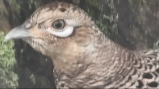 ひたすらキジのメスを眺める