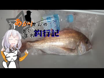 あかりさんのきまぐれ釣行記11　タイラバ2025編