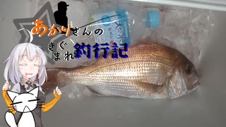 あかりさんのきまぐれ釣行記11　タイラバ2025編