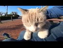 公園のベンチに座っていたら野良猫がトコトコモフられにやってきた