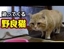 圧がすごい…【野良猫】