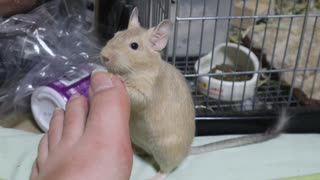 爪切り