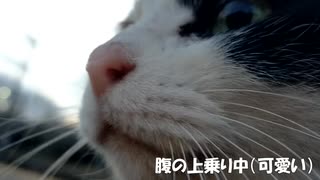 めっちゃ人懐っこい野良猫【可愛い】