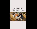 ワンちゃんが他のワンちゃんのお尻の匂いを嗅ぐのは・・・