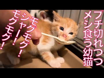 ミニミニ幼猫兄妹、ブチ切れながらメシを食う