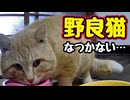 ちゅ〜る あげようと思ったのに…【野良猫】