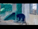 【東武動物公園】ウメタロウ君のタイヤ遊び【エゾヒグマ】