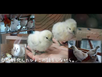 自然孵化したひよこの話をしながら。