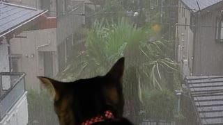 台風と猫　八重ちゃん
