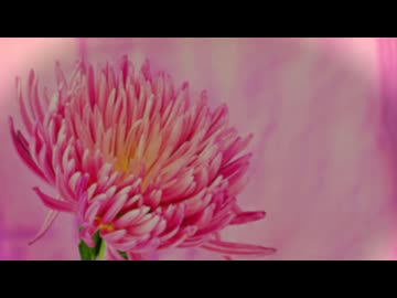 【歌ってみた】いのちの名前/平原綾香
