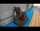 壁に向かってふてくされる野良猫がカワイイ