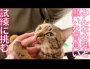 みんなの魂を背負った娘猫、生涯最大の試練に挑む