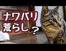 この子がナワバリ荒らし？野良猫】