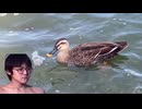 ダーマーと見る猟れるカモ/猟れないカモ【野鳥淫夢】