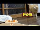 ちょっと待ってりゃあげるのに…【野良猫】