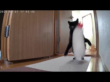 ビビりのネコさんがこそこそ遊ぶ姿が撮れてました