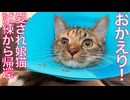 愛され娘猫、最大の試練から帰還する