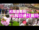 【大阪造幣局　桜の通り抜け】毎年4月上～中旬の1週間、造幣局南門から北門までの５６０mの通路が一般の花見客に開放されます。遅咲きの八重桜中心に約１４０品種・約３４０本が艶やかに咲き誇ります。