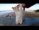 頭を撫でると伸び上がる野良猫がカワイイ