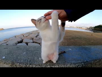 頭を撫でると伸び上がる野良猫がカワイイ