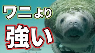 ワニよりも強い巨大生物マナティーの生態がこちら【解説動画】
