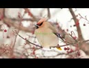 Spring has come