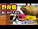 【野良猫】話しかけたら無視された…