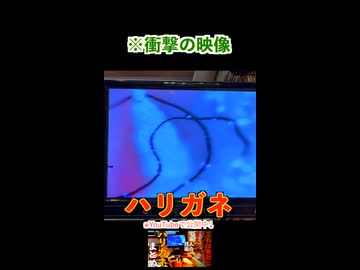 ※衝撃の映像「ハリガネ」その７（左手の薬指の中）