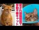 ベテラン子猫、片想い娘猫の帰還で挙動不審になる