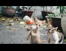 Cat　川端光露