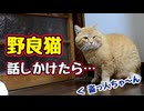 変な顔された…【野良猫】