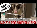 【 #おつモモンガ 】【 #睡眠用 #勉強用 #作業用BGM 】マイク交換前で不安だったけど、BGMのお陰で結構聞きやすい？！【2025/03/02】【 #フクロモモンガ 】