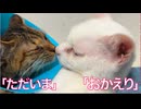 手術明けの娘猫、エリザベス越しの兄の愛情