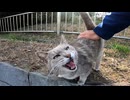最初は警戒してた野良猫、段々なれてきて最後はゴロゴロ撫でられる