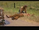 Steppenwolf ； Roger McGuinn　映画「イージー・ライダー」 Born to Be Wild ～ Ballad