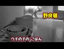 盗っ人稼業 再開…【野良猫】