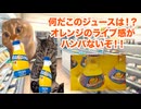 【オランジーナ】健康志向のリニューアルが裏目に出てしまったフランス産炭酸飲料 #猫マニ #猫ミーム