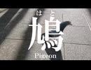 【オリジナル曲】鳩