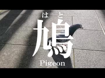 【オリジナル曲】鳩