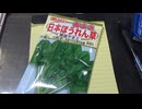 日本ほうれん草：種を買ってみた。2025年3月8日