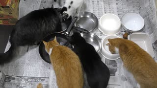 今週のおやつ（本隊）【蒼民家の猫々】_2025-0309