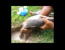 Fish in the hole